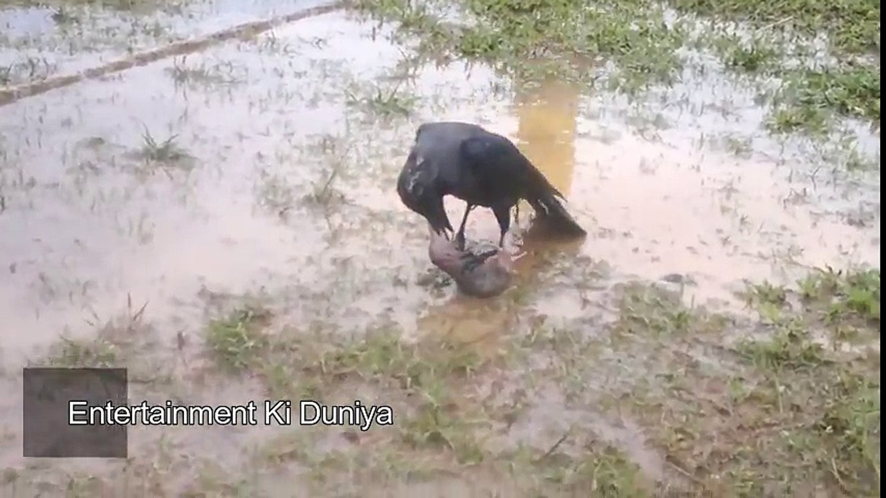 Rat Fighting with crow caught on cam