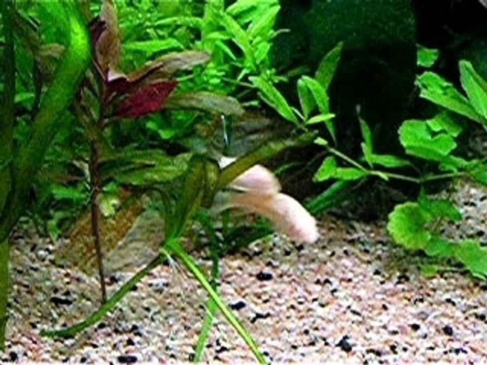 Reproduction corydoras - en entier P1010609