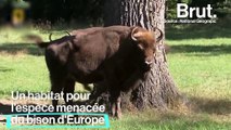 Une forêt inscrite au patrimoine mondiale de l’UNESCO détruite par le gouvernement polonais