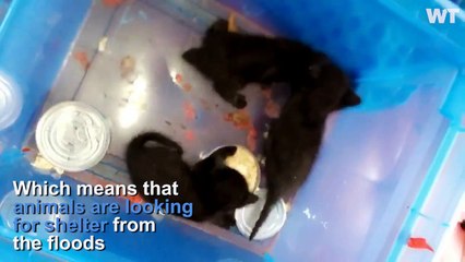 Tropical Storm Harvey Is Displacing LOTS of Animals...