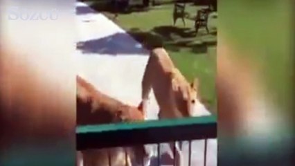 Aslanlar, 7 yıl görmedikleri ilk sahiplerini böyle karşıladı