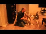 Soldier Home From Deployment   Surprises His Three  Dogs