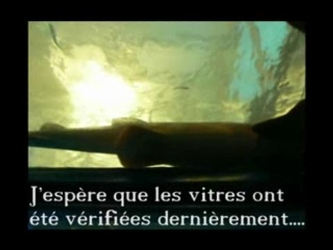 requins au seaquarium