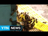 '배설물 테러'…양봉 농가 꿀벌의 습격 / YTN