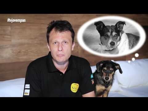 Pet na Pan #04 - Motivos para adotar um vira-lata | Jovem Pan