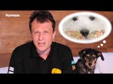 Pet na Pan #02 - Cinco problemas que o sobrepeso pode causar em seu cãozinho | Jovem Pan