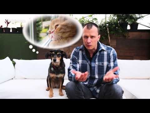 Pet na Pan #10 Cinco dicas para enriquecer o ambiente para os gatos