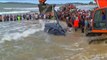 Des centaines de touristes s'unissent pour sauver une baleine échouée... Belle preuve de solidarité