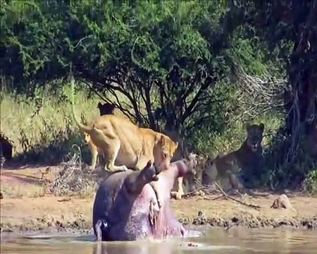 Cette lionne n'aurait pas du dévorer un hippopotame en décomposition. Vous allez comprendre pourquoi
