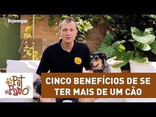 Pet Na Pan #25 - cinco benefícios de se ter mais de um cão