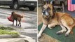 Photo of dog with a bag of dog food after Hurricane Harvey goes viral