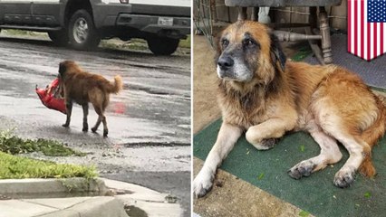 Photo of dog with a bag of dog food after Hurricane Harvey goes viral