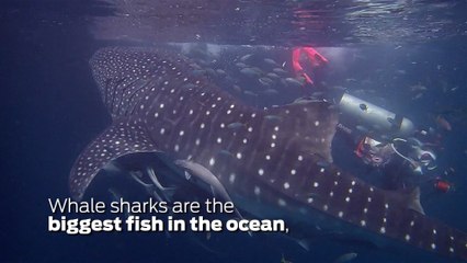 Download Video: Scuba Diving Encounters: Diving With Whale Sharks In The Derawan Islands, Indonesia