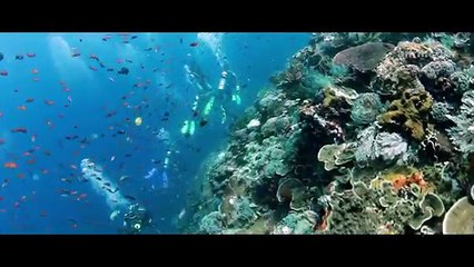 Komodo Island & Komodo Dragon