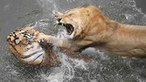 PELEA DE LEON AFRICANO VS TIGRE DE BENGALA-fight bengal tige