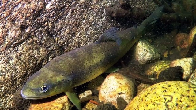 Les Truites du Niolo l'histoire d'une vallée la bande annonce