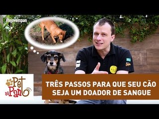 Pet na Pan #36 - Três passos para que seu cão seja um doador de sangue
