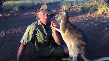 Mother Kangaroo has a Baby in Her Pouch