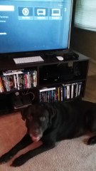 An Amazon Echo and Roomba Can Communicate