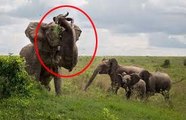 Elefante Traspasa y Mata a Un Búfalo - ELEFANTE DESTROZA A BUFALO