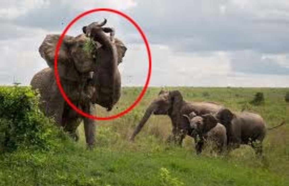 Elefante Traspasa y Mata a Un Búfalo - ELEFANTE DESTROZA A BUFALO