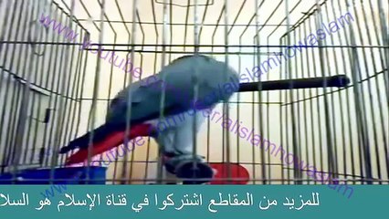 ببغاء يتكلم كلام معقول وموزون   وةصلي على الرسول عليه الصلاة والسلام   YouTube