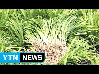 세 가지 맛 나는 '삼채' 아시나요? / YTN