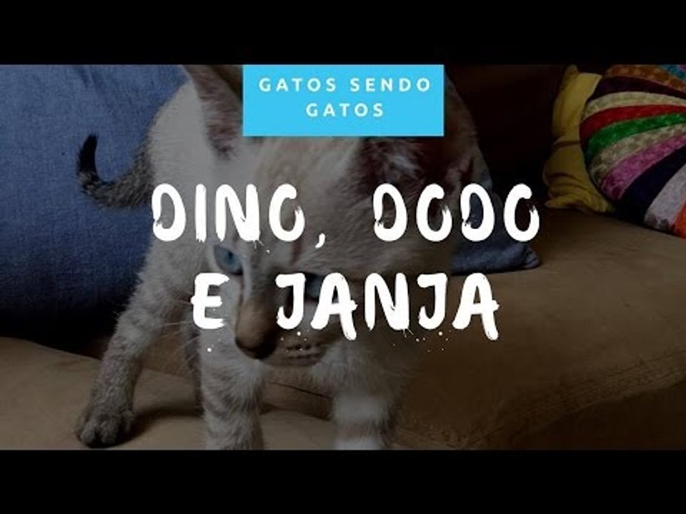 GATOS SENDO GATOS: Conheça Los Gatos Joly