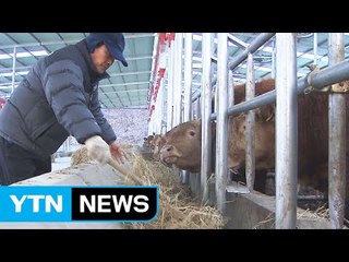 '수입 의존' 한우 사료 국내 생산 확대 / YTN