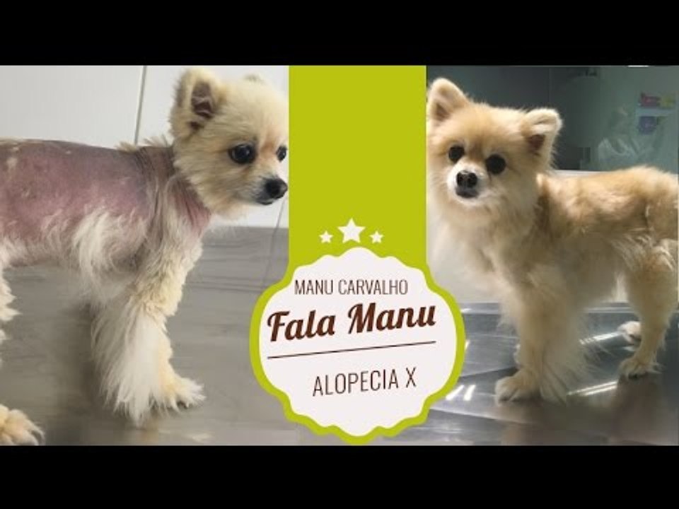 Fala Manu: Alopecia X em Lulu da Pomerânea como tratar, como descobri e muito mais
