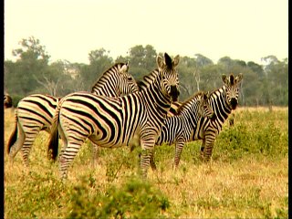 Baby Einstein - Wild Animal Safari (2010)