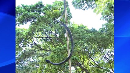 Susto com Cobra | Câmeras Escondidas (06/08/17)