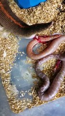 It's not everyday you see how snakes gives birth.