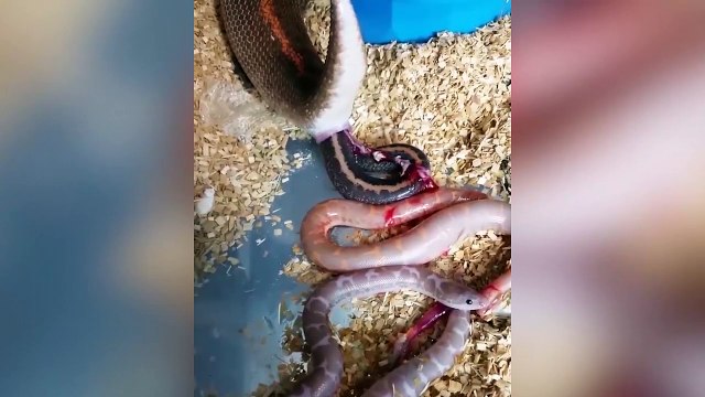 Lạ lùng cảnh tượng trăn đẻ con khiến hơn 25 triệu người sửng sốt