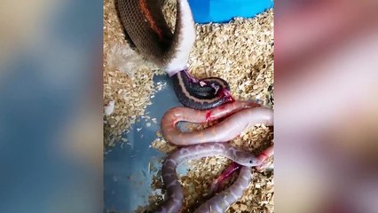 Lạ lùng cảnh tượng trăn đẻ con khiến hơn 25 triệu người sửng sốt