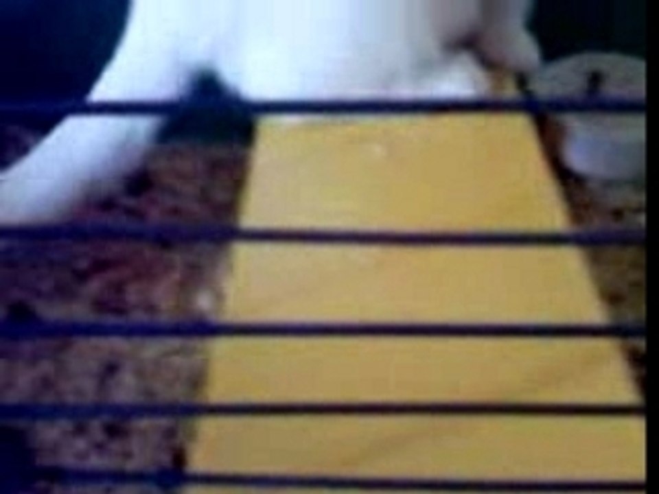 un chat chez les cochon