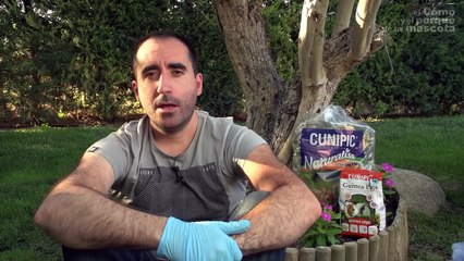 COBAYAS - El parto de la cobaya. El dificil parto de -Antonito-