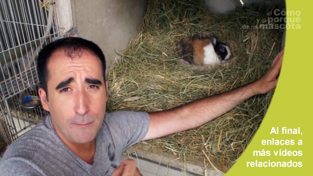 CONEJOS - El parto de una coneja segunda a parte. Como paren las conejas