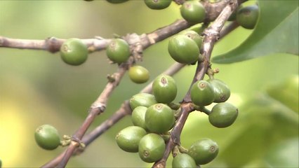 التغير المناخي يهدد إنتاج البن في إثيوبيا