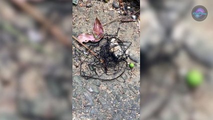 Mystery Insect Looks Like 'Alien Life Form'