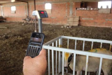 Kurbanlıklarını Cep Telefonu Üzerinden Satıyor