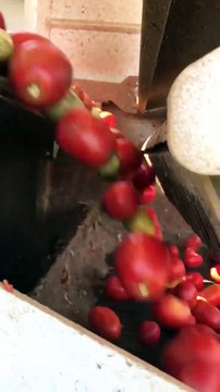 Une machine qui trie les tomates vertes des rouges