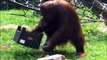Cette maman orang-outan range les jouets de ses petits... Un peu de ménage!