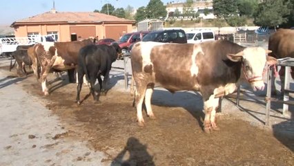 Bayram Yaklaştı Kurban Pazarında Pazarlıklar Kızıştı