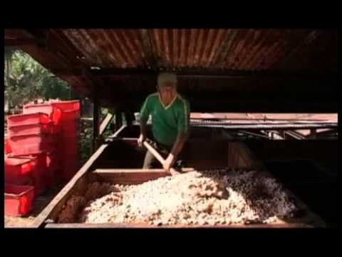 TG 24.10.13 Commercio equo, il cacao della Bolivia fa scuola a Bari