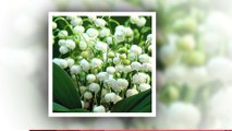Lily of the valley Flower - The beautiful Queen in the flowers world !