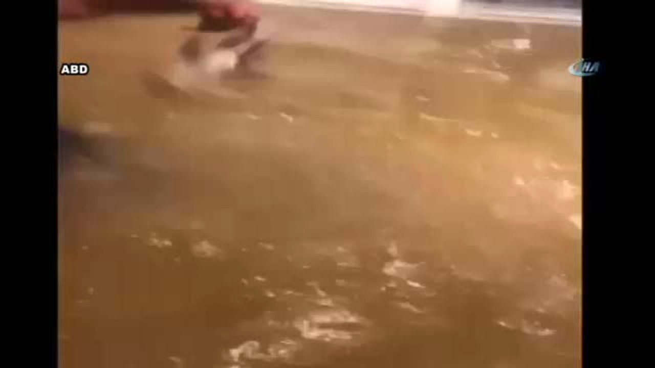 Evinde Balık Avladı