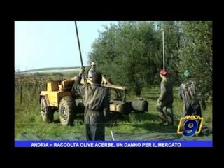 Andria | Raccolta olive acerbe, un danno  per il mercato