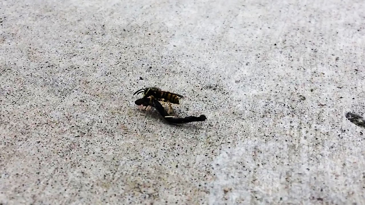 Une guêpe sur un hoverboard