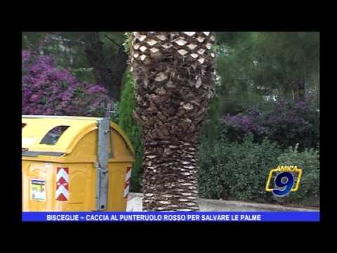 Bisceglie | Caccia al punteruolo rosso per salvare le palme